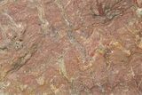 Mesoproterozoic Stromatolite (Sundozia) Slab - Russia #286402-1